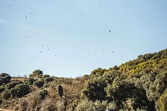 El Crespo - Finest Spanish Partridge Shooting El Crespo - Finest Spanish Partridge Shooting